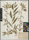Foto von Salix alba subsp. vitellina (L.) Arcang. x Salix babylonica L.